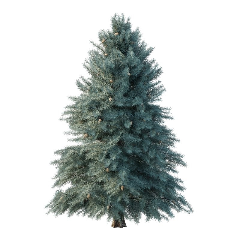 Blue Spruce Tree 02 - Image 1