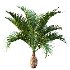 AV Sabal Palmetto Cabbage Palm and Bottle palm tree hyophorbe lagenicaulis - Thumbnail 2