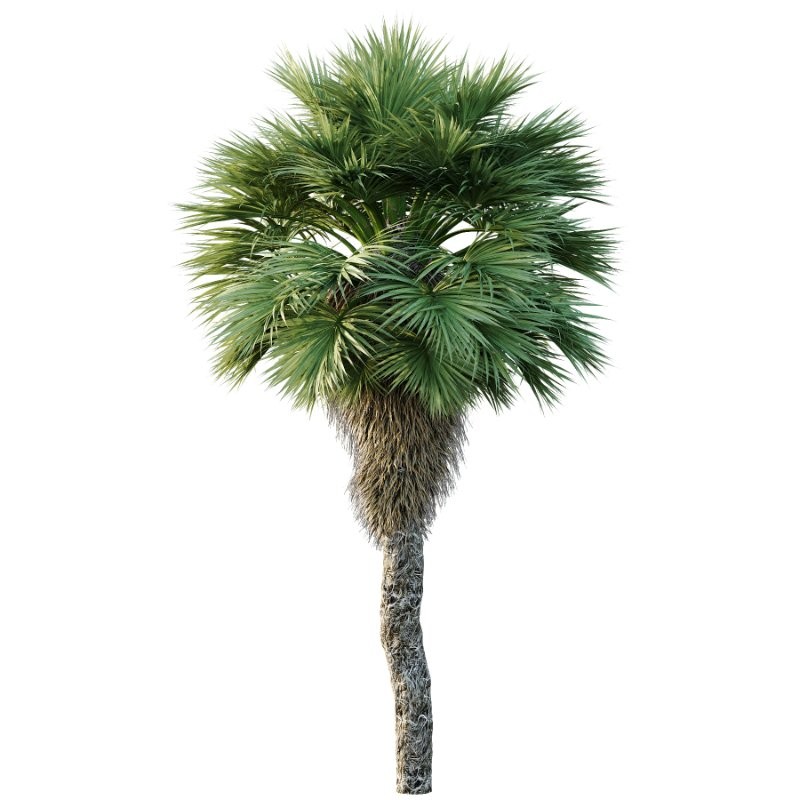 Chinese Fan Palm Tree 01 - Image 1