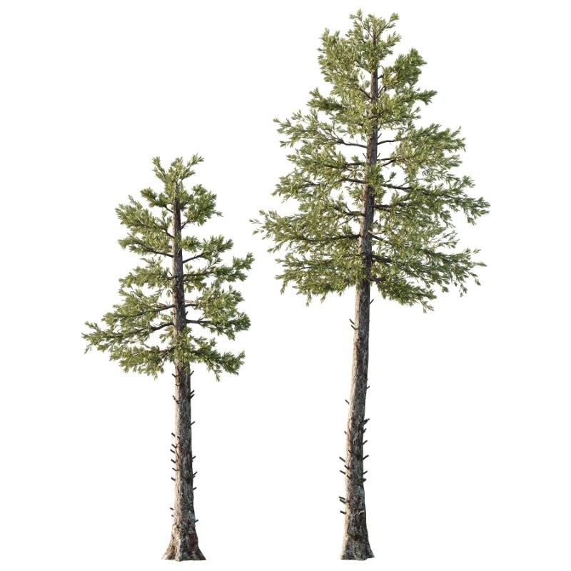 Douglas Fir Tree 01 - Image 2