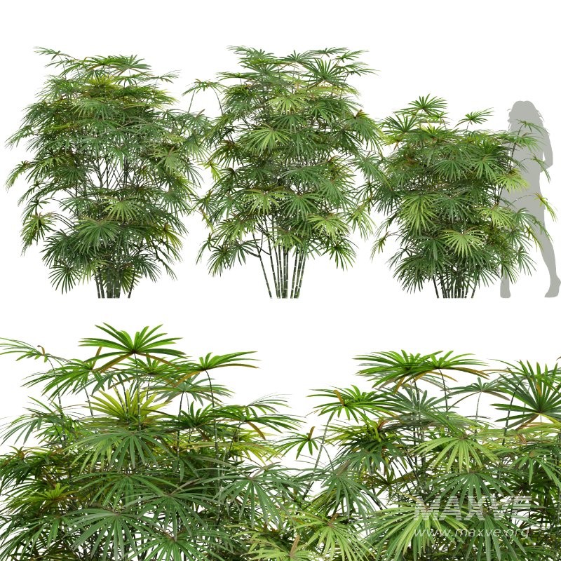 AV Angiopteris Fokiensis Fern Forest and Rhapis Excelsa - Image 1