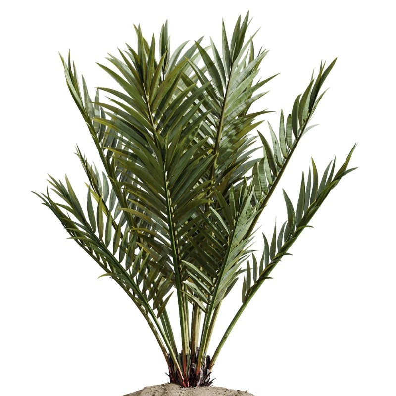 AV Indoor Plants Set 414 Cyara Palm and Euphorbia Drupifera and Ficus Marginata and Ficus Elastica - Image 4