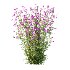 Verbena Bonariensis Plant 02 - Thumbnail 3