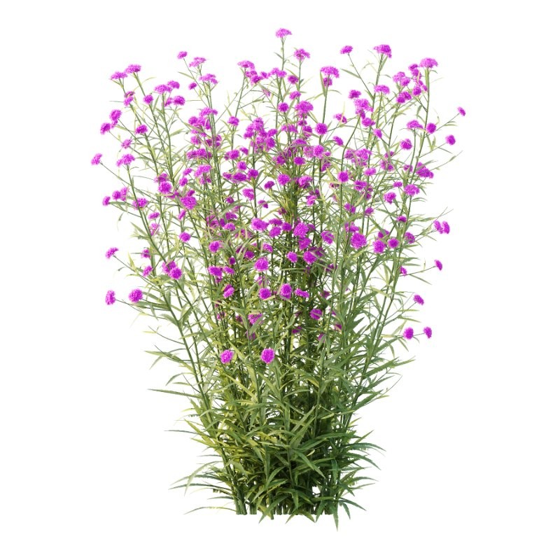 Verbena Bonariensis Plant 02 - Image 3