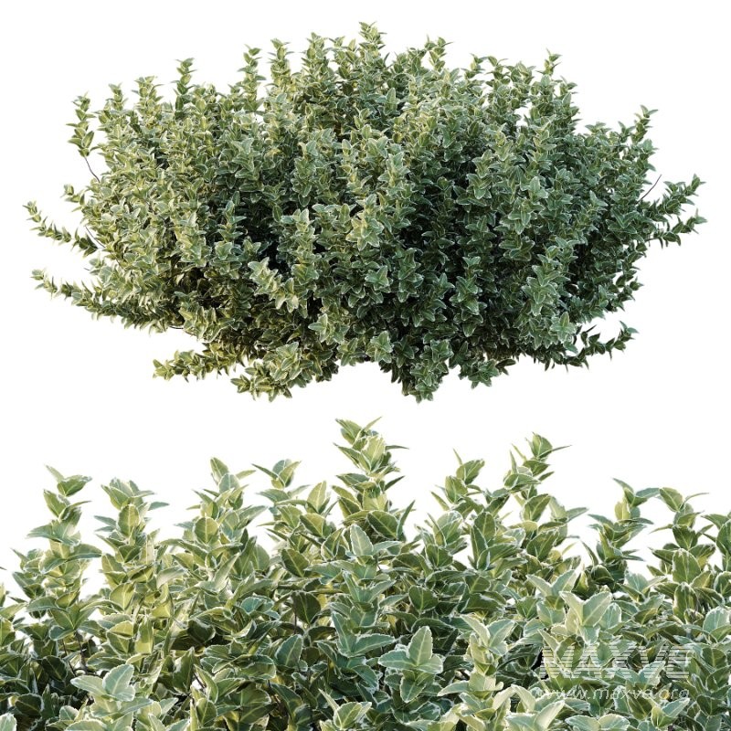 Diffrent Bush 02 Pinus Mugo Frutices Fortescue Euonymus - Image 5