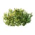 Spirea Japanese Bushes 03 - Thumbnail 2