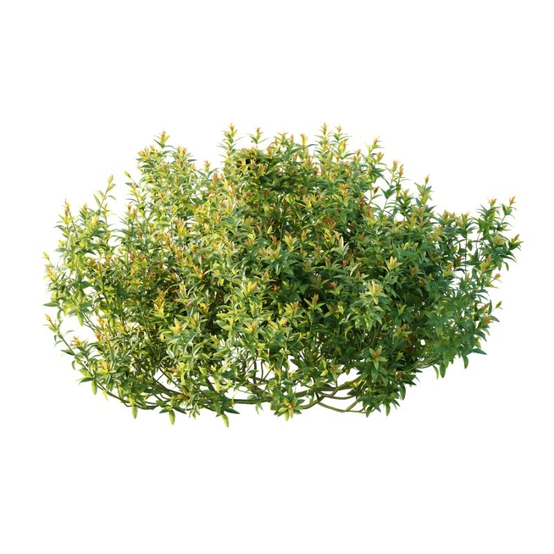 Spirea Japanese Bushes 03 - Image 2