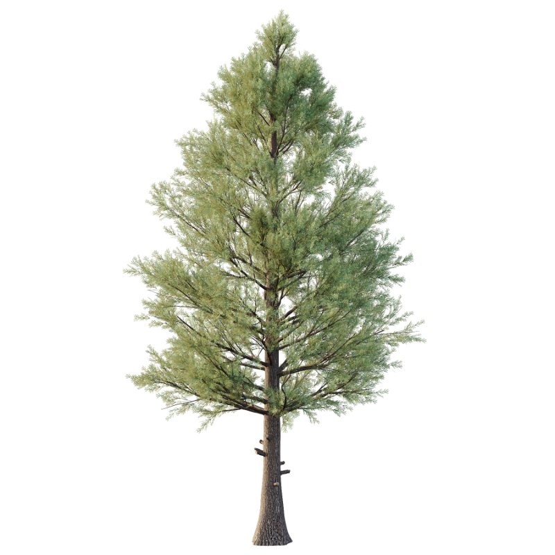 Eastern Red Cedar 02 - Image 4