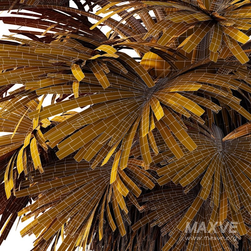 Chinese Fan Palm Tree 02 - Image 3