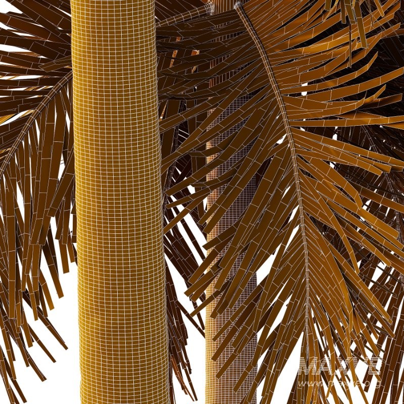 Roystonea Regia Tree 07 - Image 1