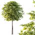 Diffrent Tilia platyphyllos Tree 003 - Thumbnail 6