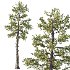 Douglas Fir Tree 01 - Thumbnail 3