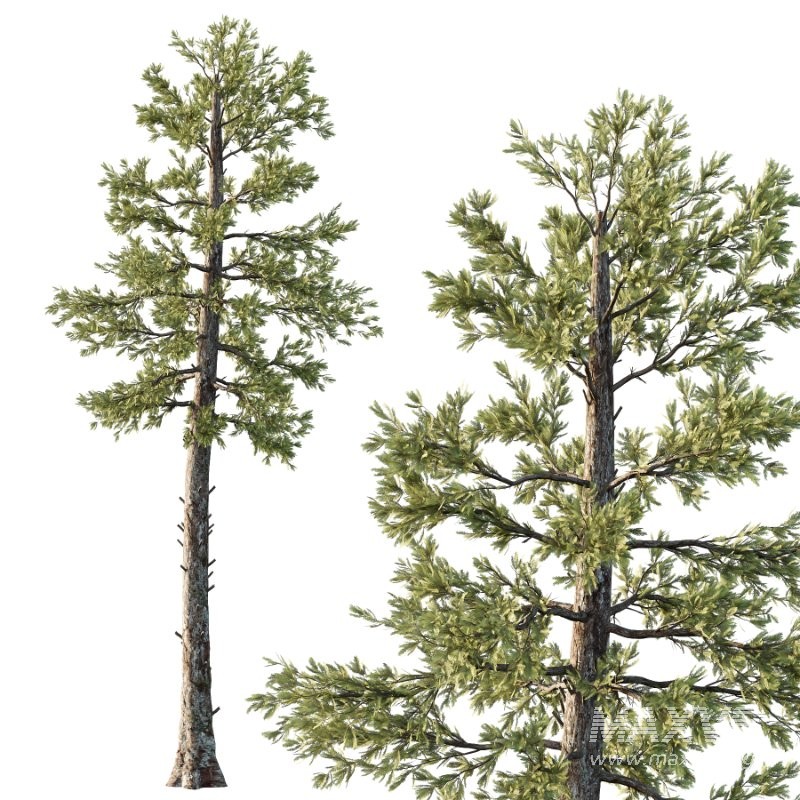 Douglas Fir Tree 01 - Image 3