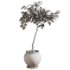 Ficus Plant in Rustic Clay Terracotta Pot - Thumbnail 1