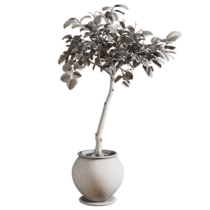 Ficus Plant in Rustic Clay Terracotta Pot - Image 1