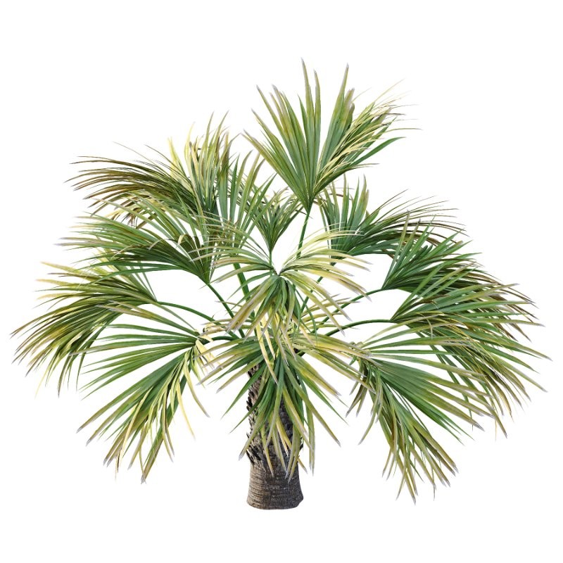 Washingtonia Robusta Palm Tree 04 - Image 4