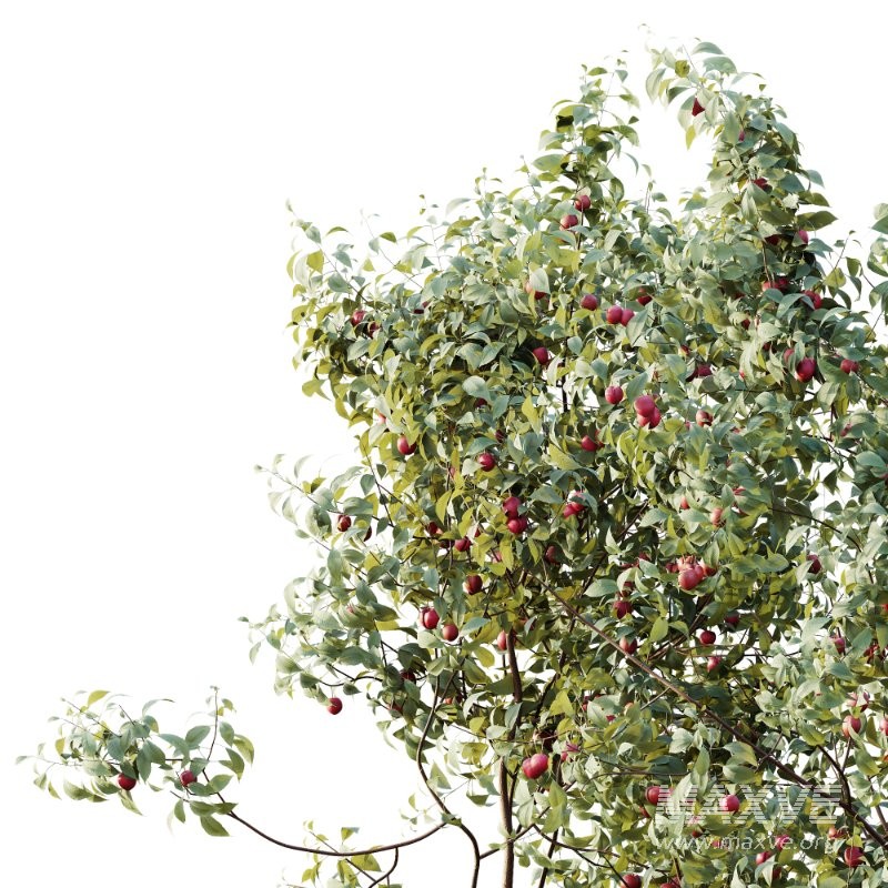 AV Plants Cerasus Pseudocerasus Cherry Version02 - Image 2