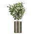 AV Indoor Plants Set 430 Eucalyptus Olive Banana Yucca Palm - Thumbnail 3
