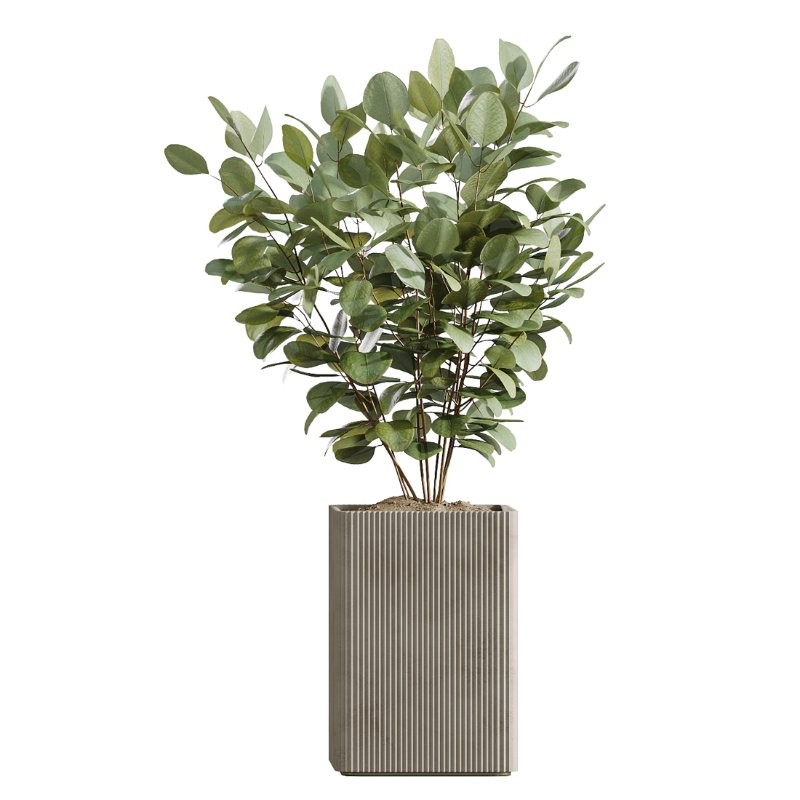 AV Indoor Plants Set 430 Eucalyptus Olive Banana Yucca Palm - Image 3