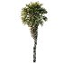 Chinese Fan Palm Tree 02 - Thumbnail 5