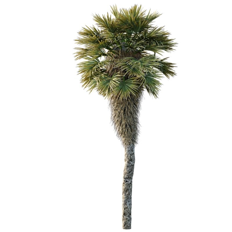 Chinese Fan Palm Tree 02 - Image 5