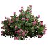 ntal planting designs. The Viburnum complements them with its elegant rounded flowers and full, textured canopy that enhances naturalistic and decorative landscapes. - Thumbnail 1