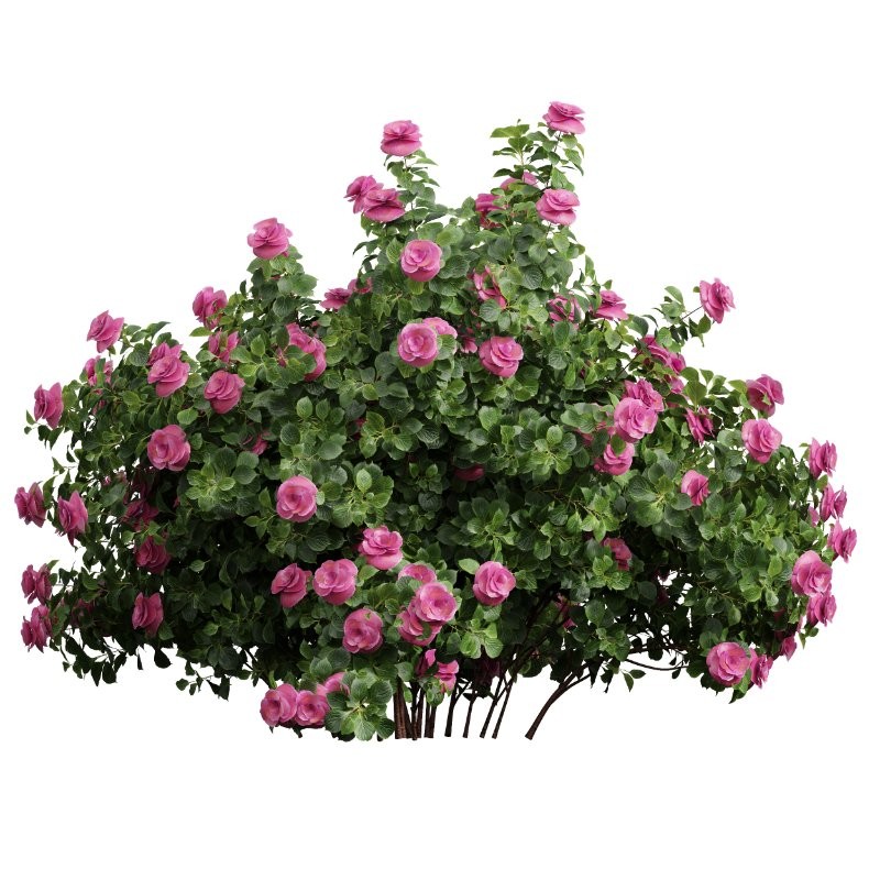 ntal planting designs. The Viburnum complements them with its elegant rounded flowers and full, textured canopy that enhances naturalistic and decorative landscapes. - Image 1