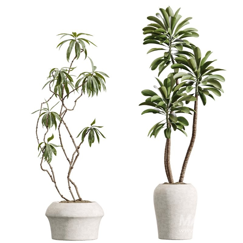 AV Indoor Plants Set 414 Cyara Palm and Euphorbia Drupifera and Ficus Marginata and Ficus Elastica - Image 3