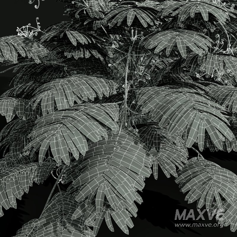 AV Angiopteris Fokiensis Fern Forest and Rhapis Excelsa - Image 14