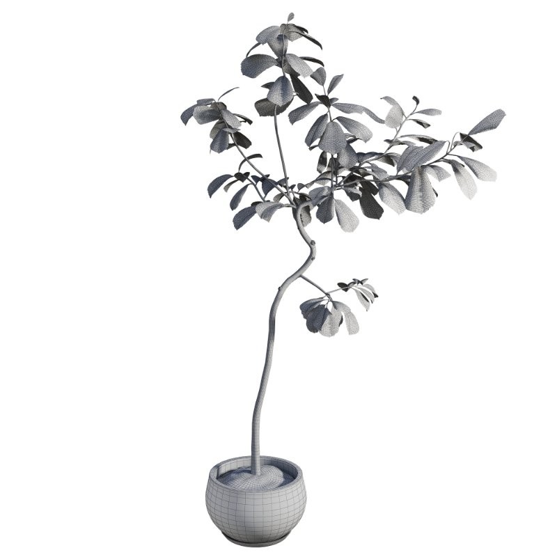 Curved Indoor Ficus Tree in Light Stone Pot - Image 1