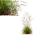ntal grass set. Featuring the iconic Calamagrostis Acutiflora ‘Karl Foerster’—known for its tall, upright plumes—and the soft, arching forms of Stipa Arundinacea (Anemanthele Lessoniana), this collection captures the subtle beauty and dynamic movement of real-world meadow vegetation. - Thumbnail 12