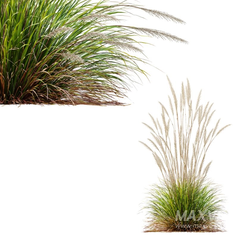 ntal grass set. Featuring the iconic Calamagrostis Acutiflora ‘Karl Foerster’—known for its tall, upright plumes—and the soft, arching forms of Stipa Arundinacea (Anemanthele Lessoniana), this collection captures the subtle beauty and dynamic movement of real-world meadow vegetation. - Image 12