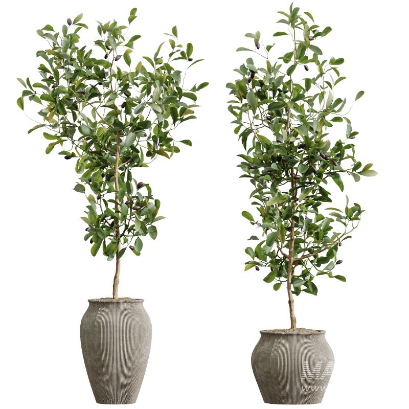 AV Indoor Plants Set 415 Banana and Briful Pachira and Cunjevoi Alocasia and Yucca - Image 4