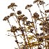 Verbena Bonariensis Plant 01 - Thumbnail 6
