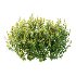 Spirea Japanese Bushes 02 - Thumbnail 1