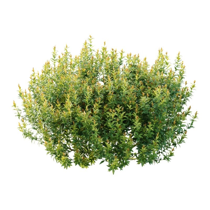 Spirea Japanese Bushes 02 - Image 1