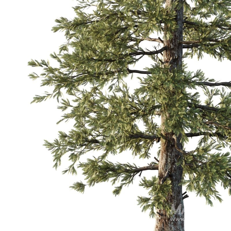 Douglas Fir Tree 03 - Image 2