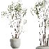AV HousePlants set 419 Ficus Marginata and Japandi Minimalism and Banana Nicolai and Ficus lyrate - Thumbnail 1