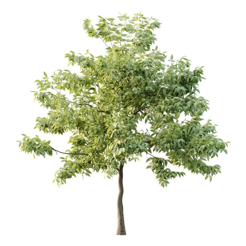 Diffrent Tree Tilia platyphyllos Celtis australis 03 - Image 2