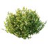 Spirea Japanese Bushes 03 - Thumbnail 4