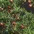 AV fruit trees Amygdalus Persica Peach and Orange tree - Thumbnail 2