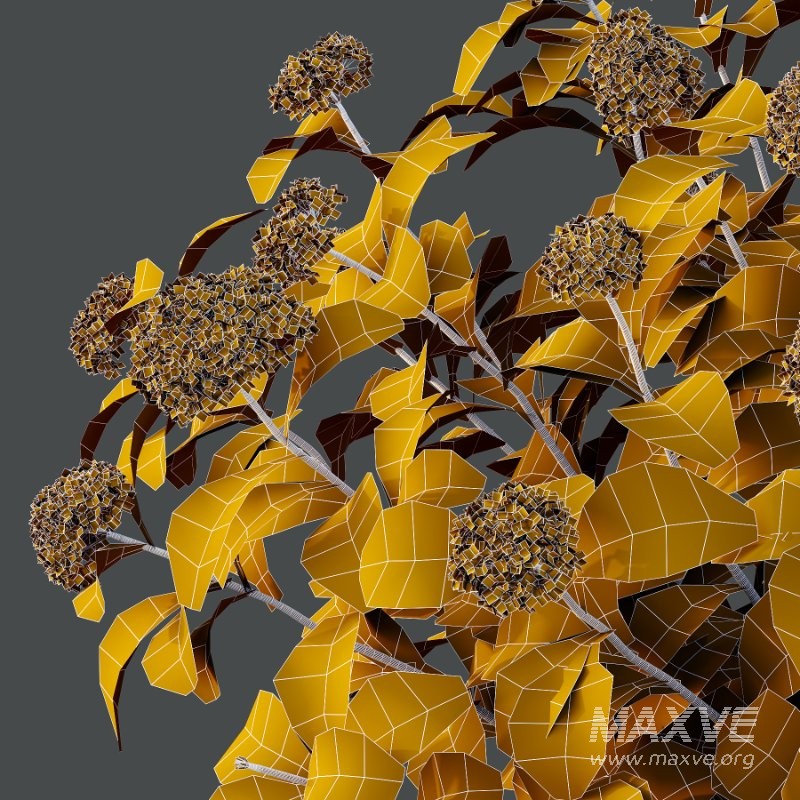 Diffrent Bush Spirea Japonica hydrangea arborescens - Image 5