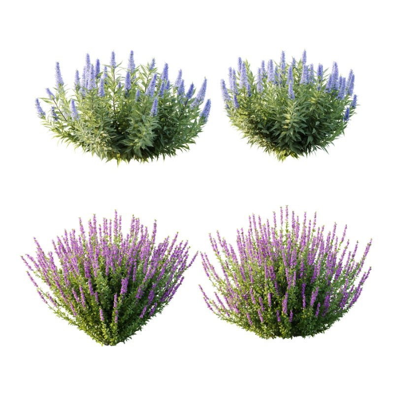 Leucophyllum frutescens Echium candicans Pride of Madeira Bush - Image 1