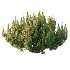 Diffrent Bush 02 Pinus Mugo Frutices Fortescue Euonymus - Thumbnail 4