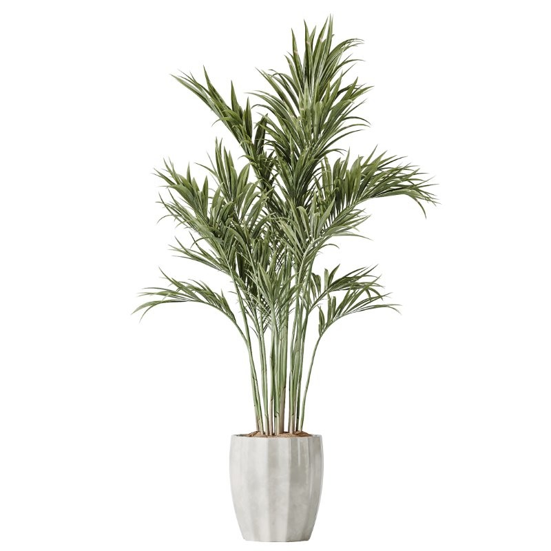 AV Indoor Plants Set 416 Olive tree and Areca Palm and Yucca Elephantipes and Ravenala Banana - Image 6