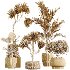 AV Indoor Plants Set 416 Olive tree and Areca Palm and Yucca Elephantipes and Ravenala Banana - Thumbnail 10