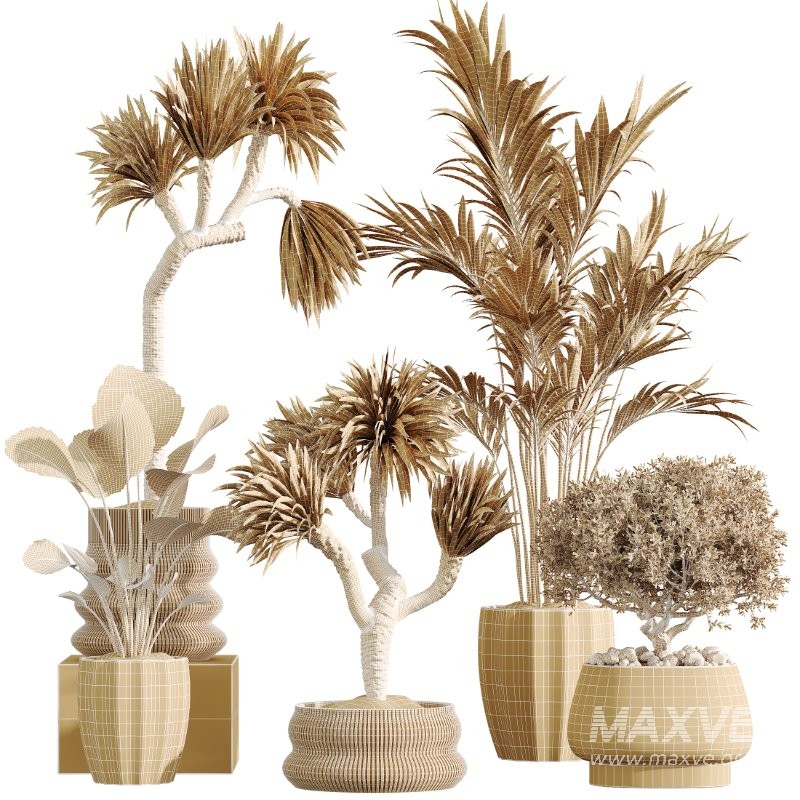 AV Indoor Plants Set 416 Olive tree and Areca Palm and Yucca Elephantipes and Ravenala Banana - Image 10