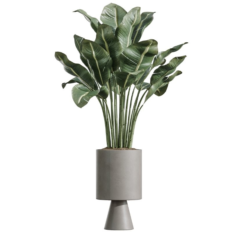 AV Indoor Plants Set 422 Ficus Binnendijkii and Zamiifolia and Green Sansevieria and ParadiseBird - Image 4