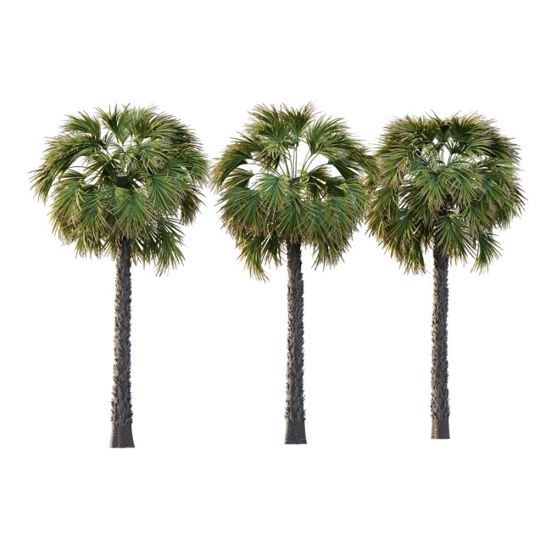 Washingtonia Robusta Palm Tree 01 - Image 1