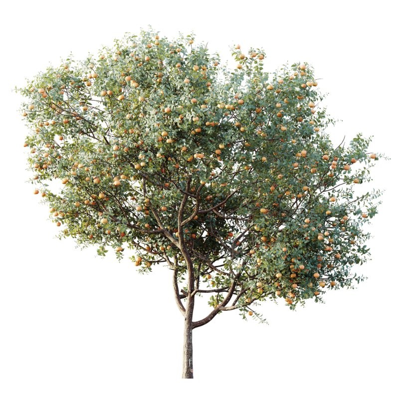 AV Plants Citrus Dancy Mandarin Tangerine Version02 - Image 1